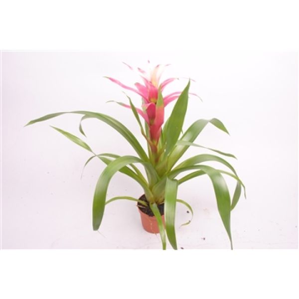 GUZMANIA KRONOS