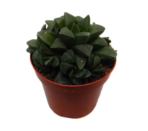 HAWORTHIA COOPERII