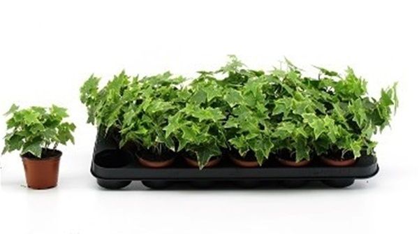 HEDERA HELIX GOLDCHILD