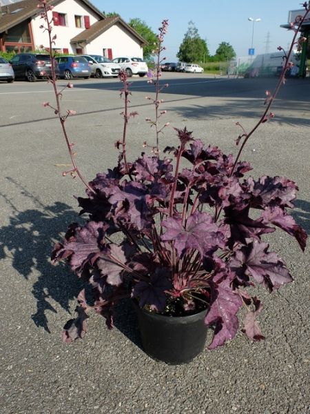 HEUCHERA AMETHYST GRANDE