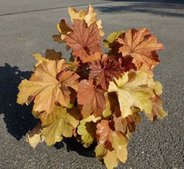 HEUCHERA BLOODY DINOSAUR