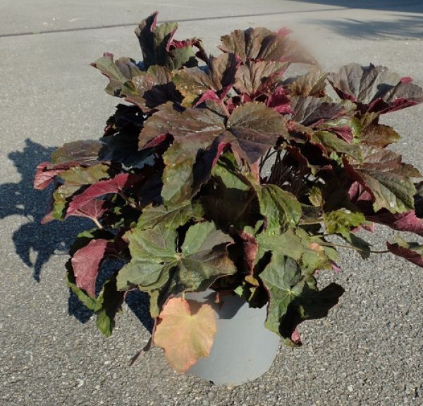 HEUCHERA XXL