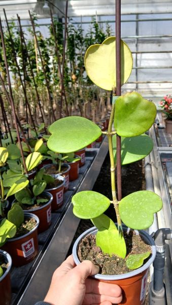 HOYA KERRII TIGE