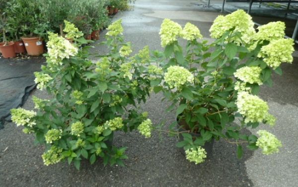 HYDRANGEA PANICULATA
