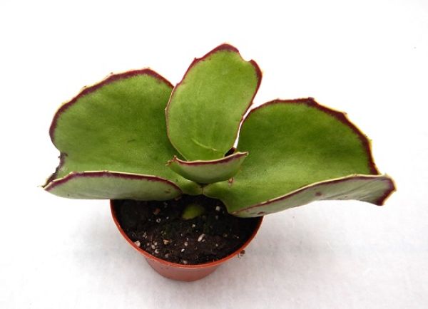 KALANCHOE SYNSEPALA