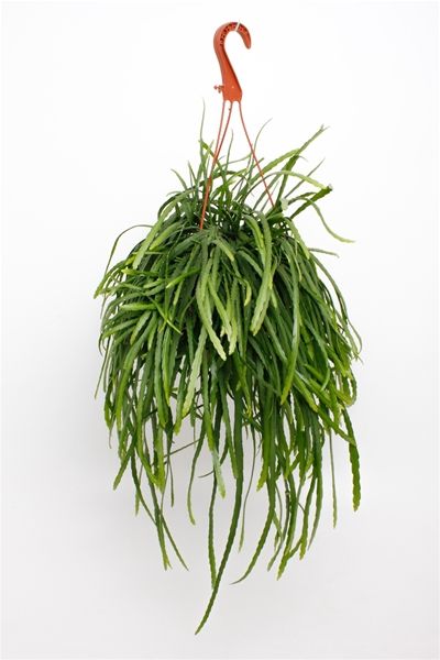 LEPISMIUM BOLIVIANUM