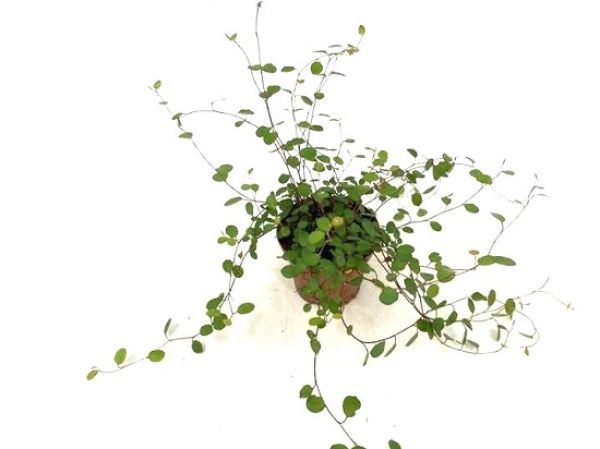 MUEHLENBECKIA COMPLEXA