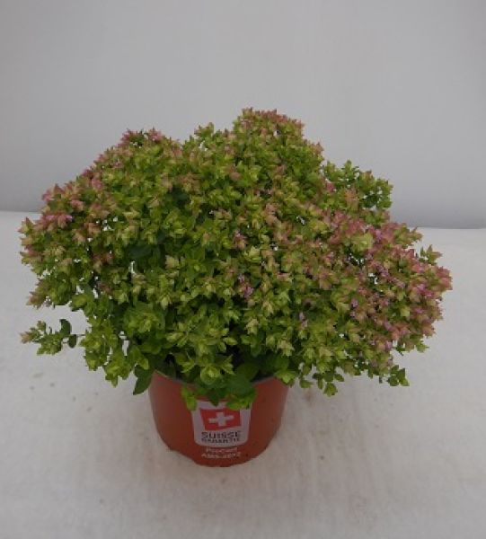 ORIGANUM  ROTUNDIFOLIUM