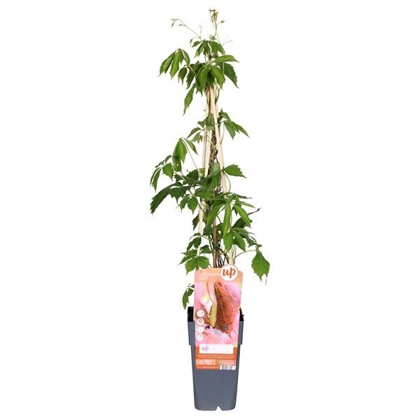 PARTHENOCISSUS ENGELMANNII