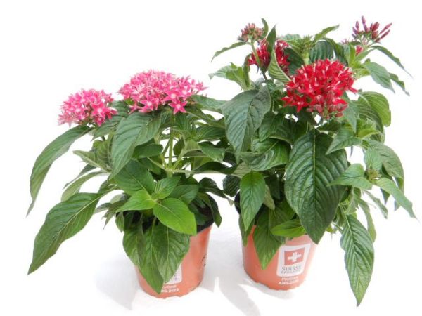 PENTAS