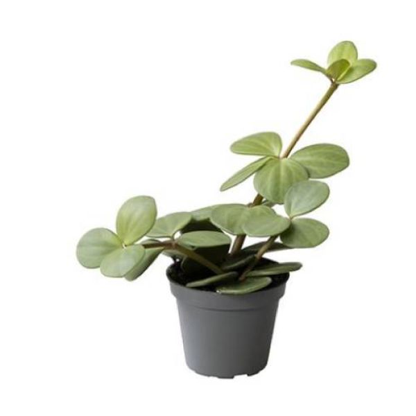 PEPEROMIA HOPE