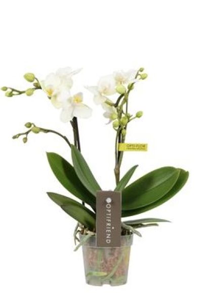 PHALAENOPSIS 2T MINI SANDRA