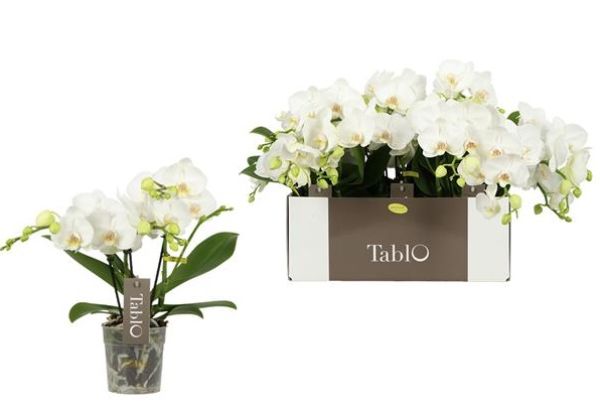 PHALAENOPSIS 2T TABLO CHAMPAGNE