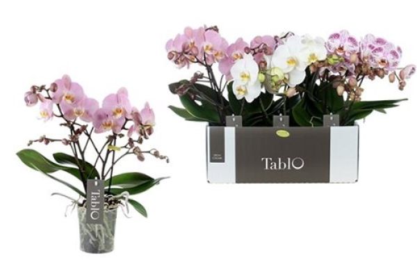 PHALAENOPSIS 2T TABLO MIX