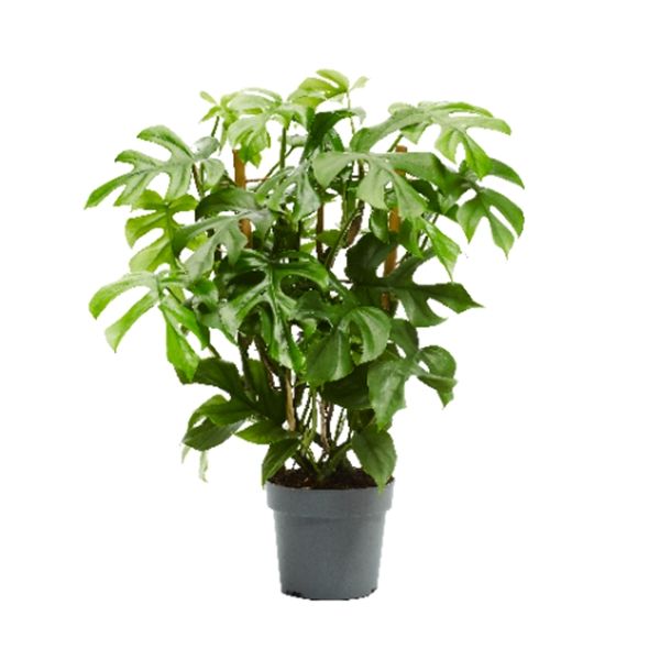 PHILODENDRON MINIMA ESPALIER