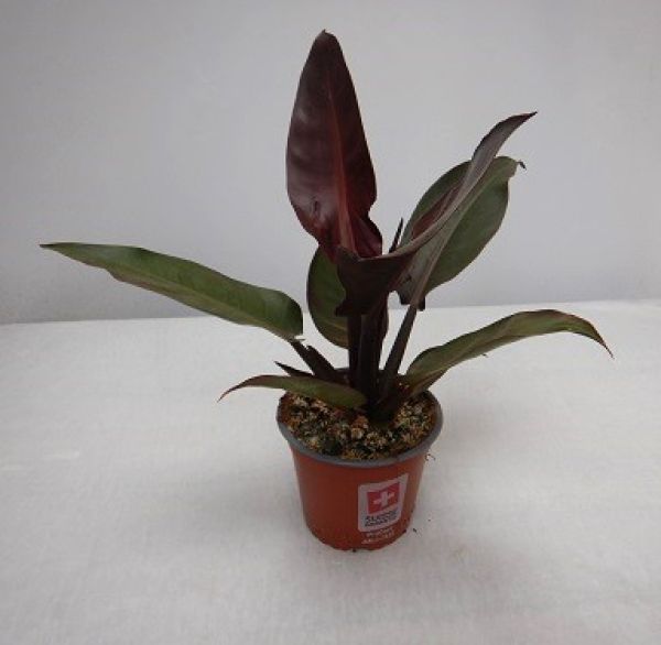 PHILODENDRON RED PRINCESS