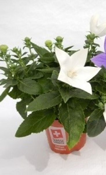 PLATYCODON