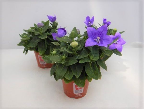 PLATYCODON