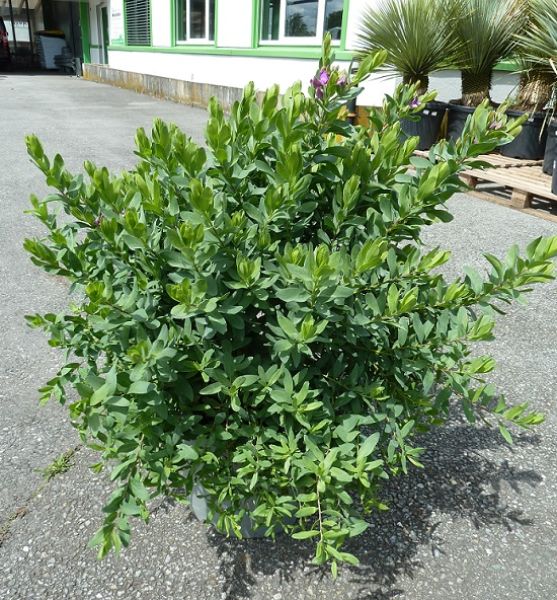 POLYGALA MYRTIFOLIA
