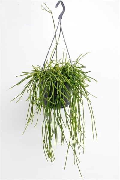 RHIPSALIS PULCHRA