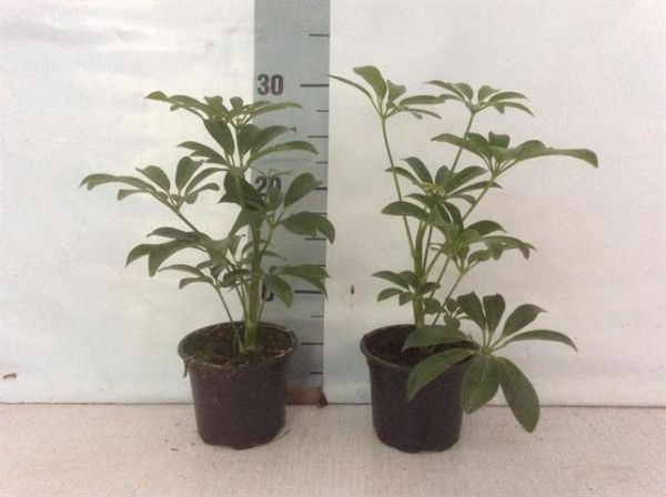 SCHEFFLERA LUSEANA