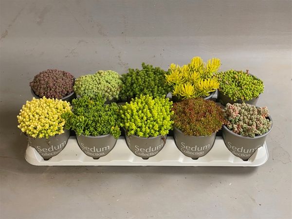 SEDUM MIX