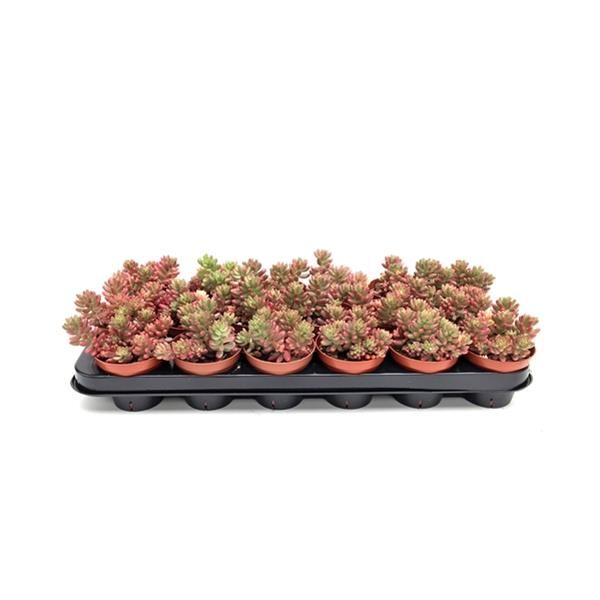SEDUM RUBROTINCTUM