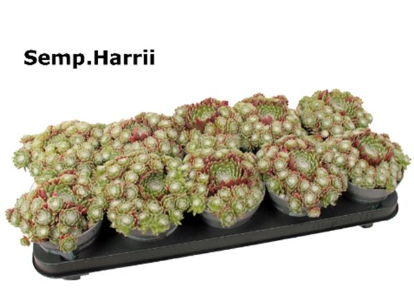 SEMPERVIVUM HARRII