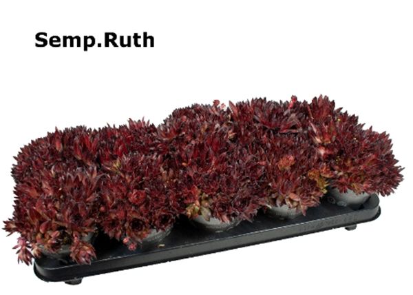 SEMPERVIVUM RUTH