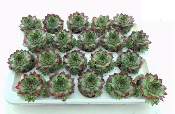 SEMPERVIVUM TECTORUM