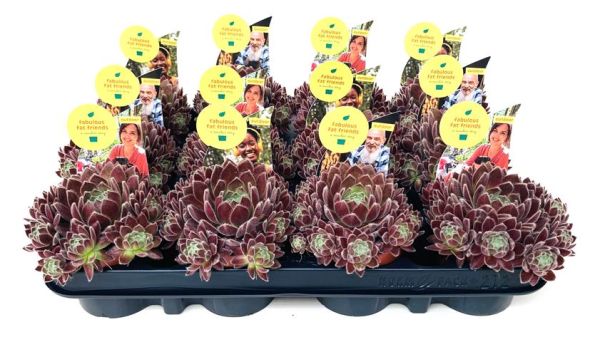SEMPERVIVUM VELVET DREAMS