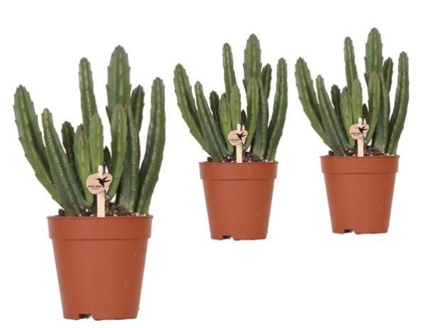 STAPELIA LEENDERTZIAE