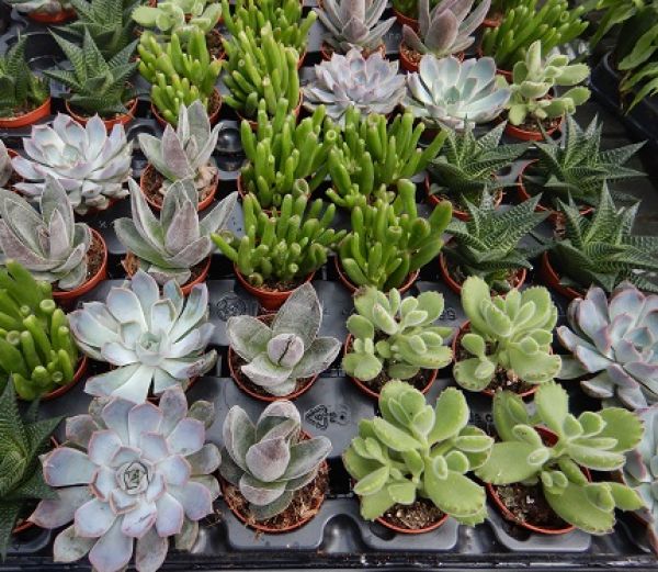 SUCCULENTES MIX