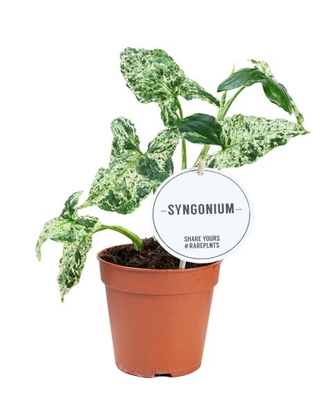 SYNGONIUM MOTTLED - S