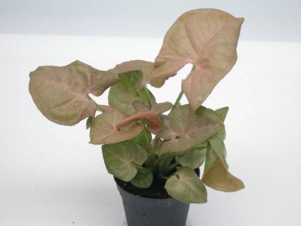 SYNGONIUM PODOPHYLLUM