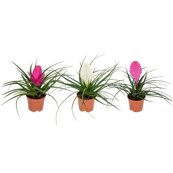TILLANDSIA CYANEA MIX
