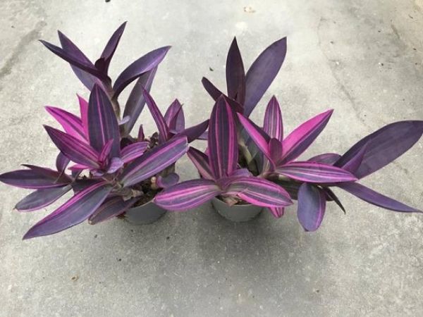 TRADESCANTIA PALIDA