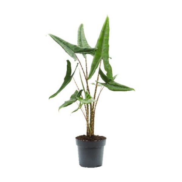 ALOCASIA TIGRINI
