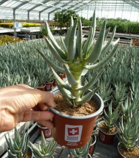 ALOE DICHOTOMA