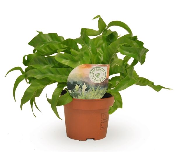 ASPLENIUM HURRICANE