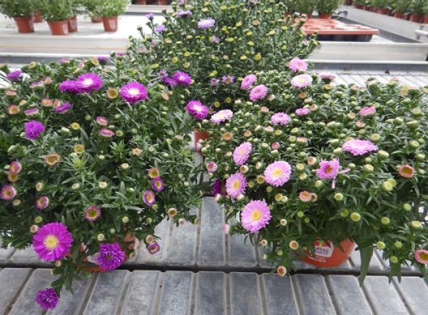 ASTER DUMOSUS