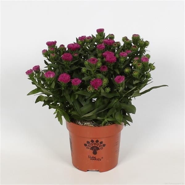 ASTER DUMOSUS ROUGE