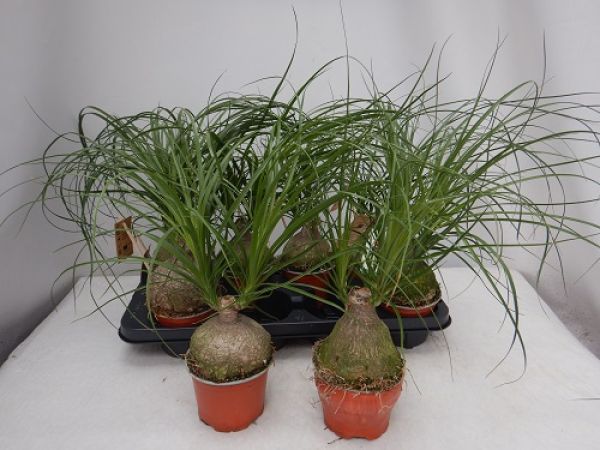 BEAUCARNEA NOLINA