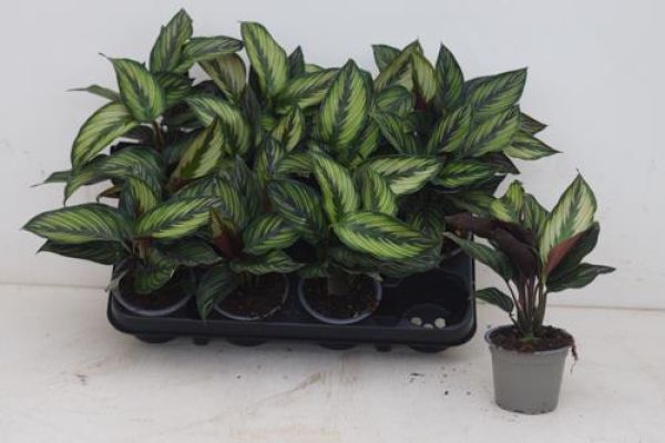 CALATHEA BEAUTYSTAR