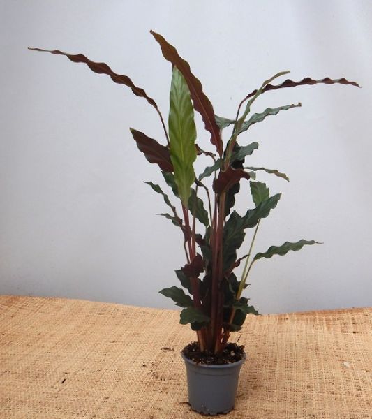 CALATHEA RUFIBARBARA