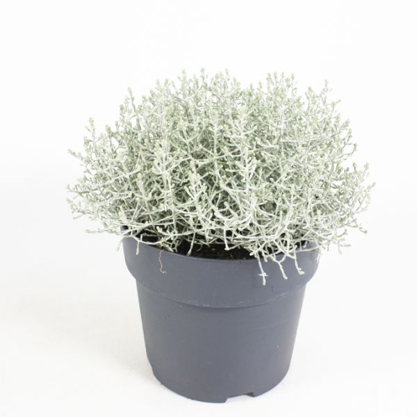CALOCEPHALUS BROWNII