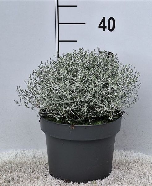 CALOCEPHALUS BROWNII