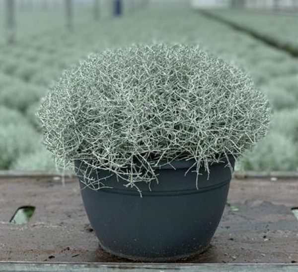 CALOCEPHALUS BROWNII
