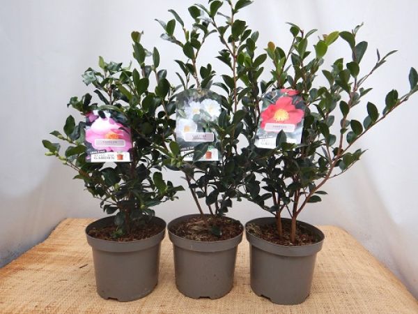 CAMELLIA SASANQUA