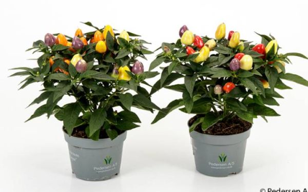 CAPSICUM ANNUUM FESTIVAL